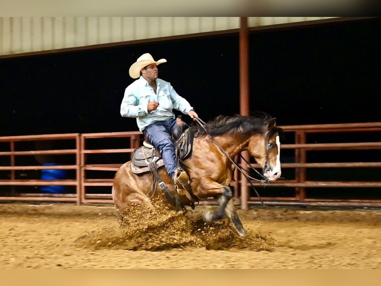 American Quarter Horse Castrone 4 Anni 155 cm Baio ciliegia in Waco