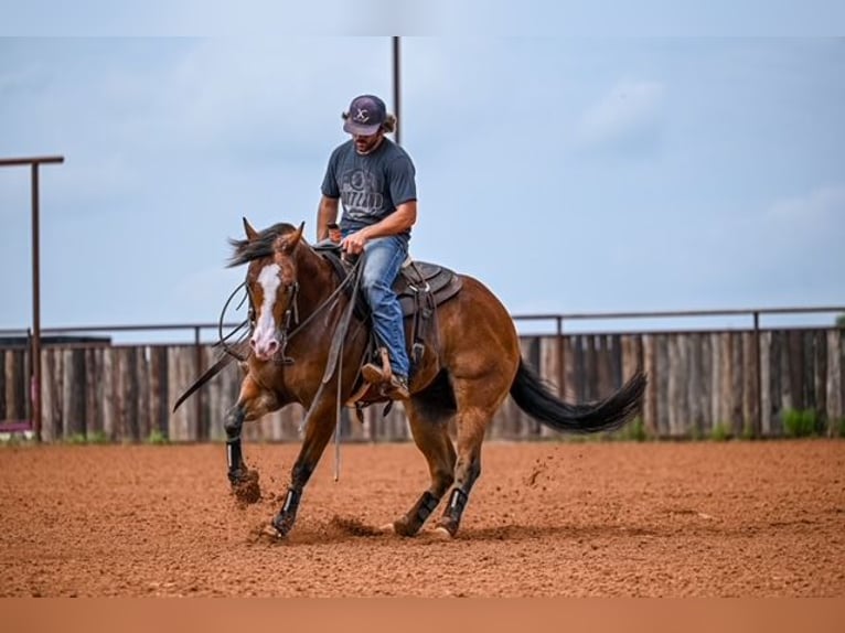 American Quarter Horse Castrone 4 Anni 155 cm Baio ciliegia in Waco