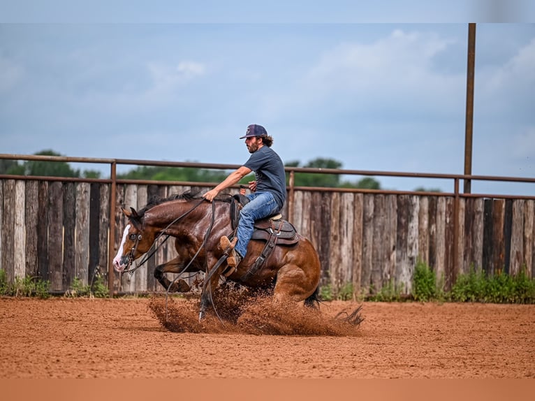 American Quarter Horse Castrone 4 Anni 155 cm Baio ciliegia in Waco