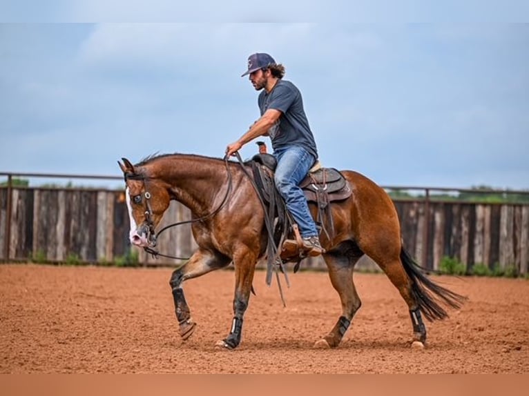 American Quarter Horse Castrone 4 Anni 155 cm Baio ciliegia in Waco