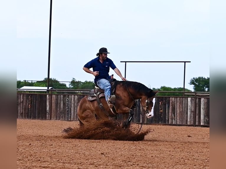 American Quarter Horse Castrone 4 Anni 155 cm Baio ciliegia in Waco