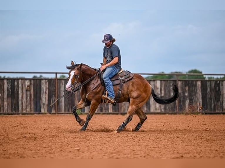 American Quarter Horse Castrone 4 Anni 155 cm Baio ciliegia in Waco