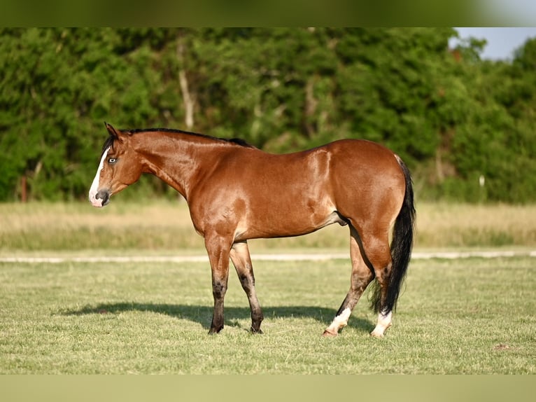 American Quarter Horse Castrone 4 Anni 155 cm Baio ciliegia in Waco