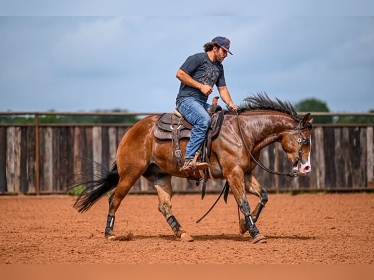 American Quarter Horse Castrone 4 Anni 155 cm Baio ciliegia in Waco