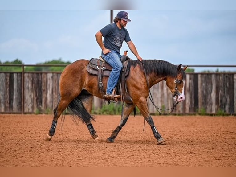 American Quarter Horse Castrone 4 Anni 155 cm Baio ciliegia in Waco