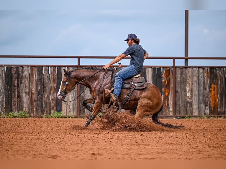 American Quarter Horse Castrone 4 Anni 155 cm Baio ciliegia in Waco