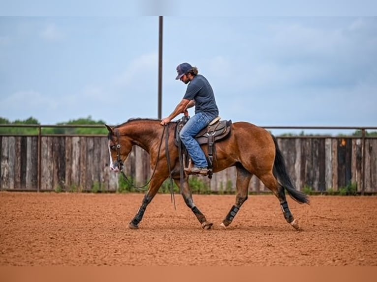 American Quarter Horse Castrone 4 Anni 155 cm Baio ciliegia in Waco
