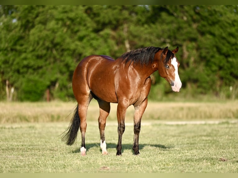 American Quarter Horse Castrone 4 Anni 155 cm Baio ciliegia in Waco