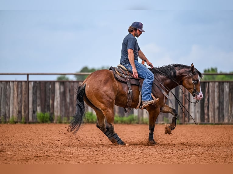 American Quarter Horse Castrone 4 Anni 155 cm Baio ciliegia in Waco