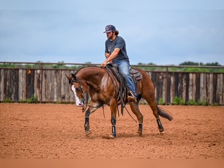 American Quarter Horse Castrone 4 Anni 155 cm Baio ciliegia in Waco