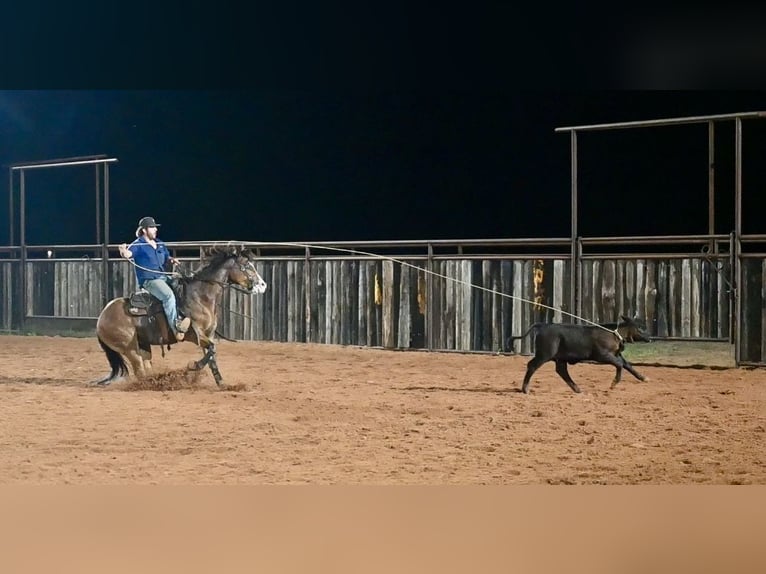 American Quarter Horse Castrone 4 Anni 155 cm Baio ciliegia in Waco
