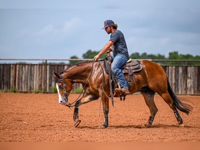 American Quarter Horse Castrone 4 Anni 155 cm Baio ciliegia in Waco