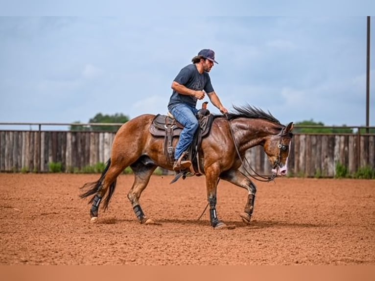 American Quarter Horse Castrone 4 Anni 155 cm Baio ciliegia in Waco