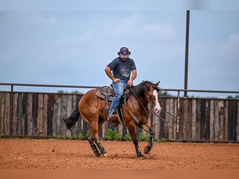 American Quarter Horse Castrone 4 Anni 155 cm Baio ciliegia in Waco