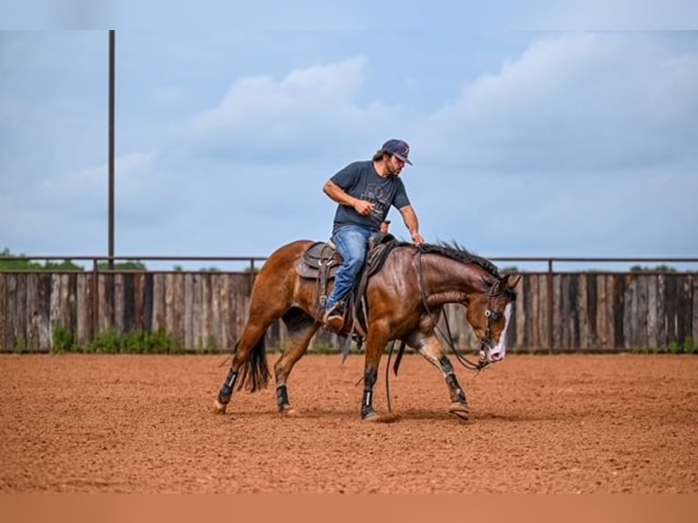 American Quarter Horse Castrone 4 Anni 155 cm Baio ciliegia in Waco