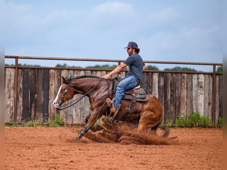 American Quarter Horse Castrone 4 Anni 155 cm Baio ciliegia in Waco