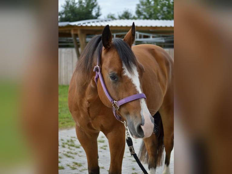 American Quarter Horse Castrone 4 Anni 155 cm Baio in T&#xE4;nnesberg