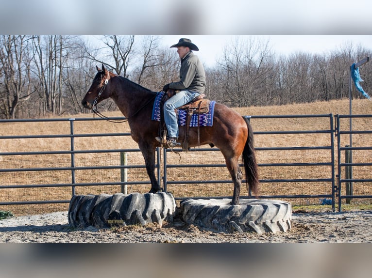 American Quarter Horse Castrone 4 Anni 155 cm Baio roano in Fredericksburg