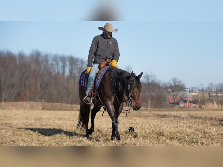 American Quarter Horse Castrone 4 Anni 155 cm Baio roano in Fredericksburg