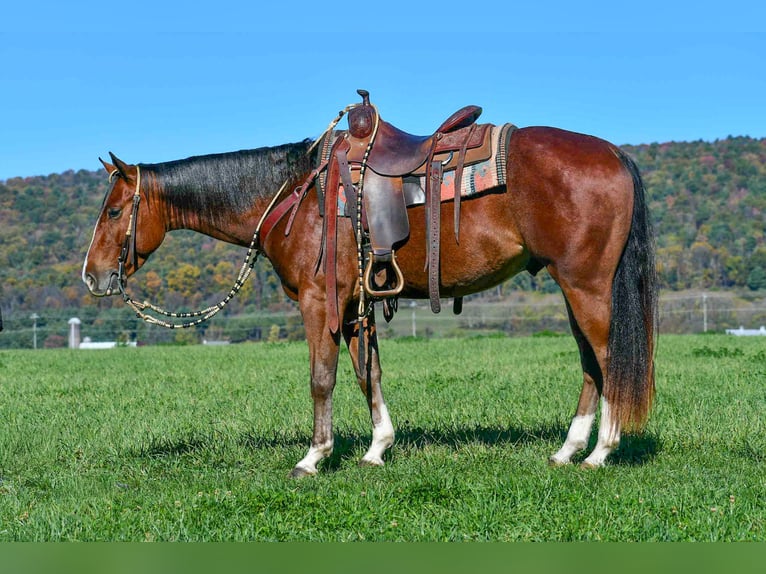 American Quarter Horse Castrone 4 Anni 155 cm Baio roano in Rebersburg American Quarter Horse Castrone 4 Anni 155 cm Baio roano in Rebersburg