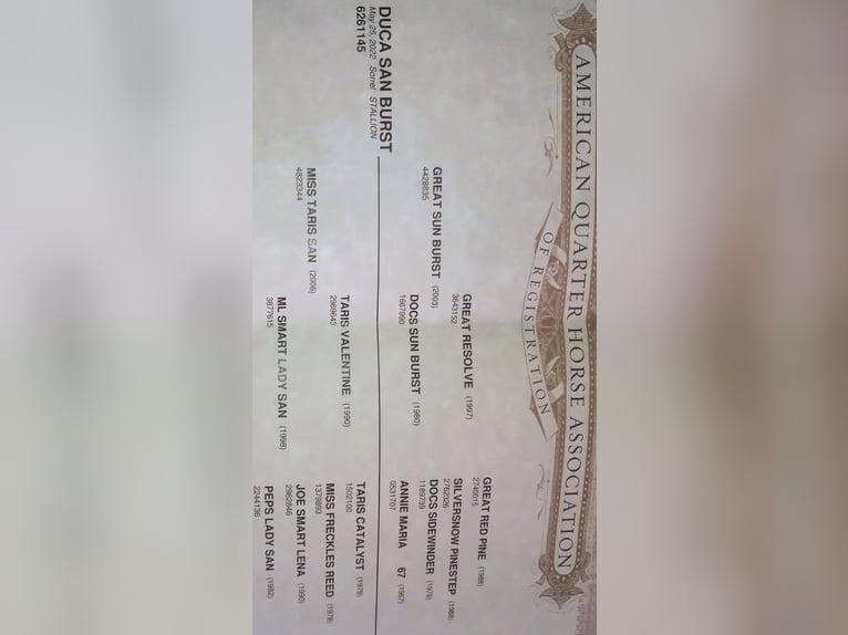 American Quarter Horse Castrone 4 Anni 155 cm in Tortoreto Lido