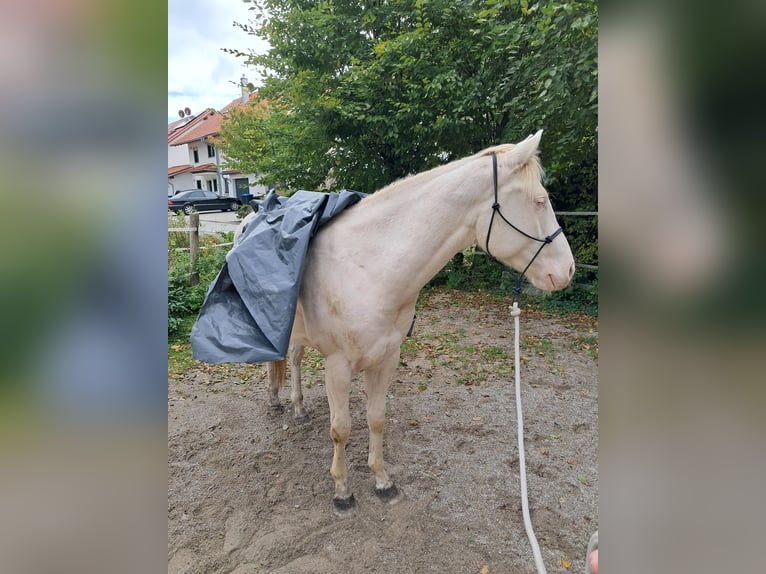 American Quarter Horse Castrone 4 Anni 155 cm Cremello in Hohenpeißenberg