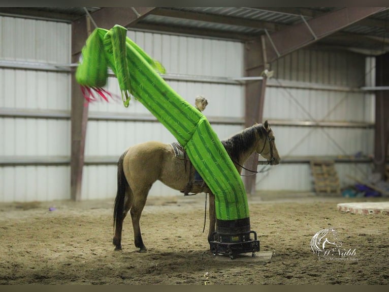 American Quarter Horse Castrone 4 Anni 155 cm Falbo in Ranchester, WY