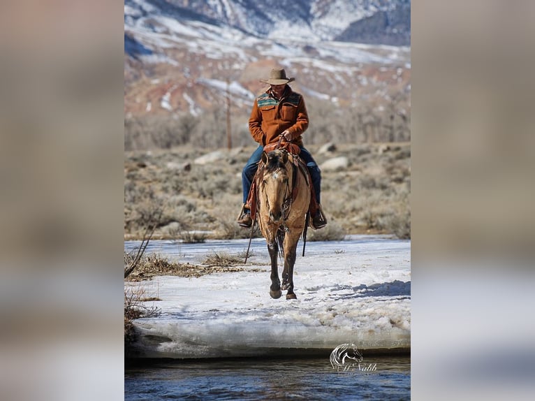 American Quarter Horse Castrone 4 Anni 155 cm Falbo in Ranchester, WY