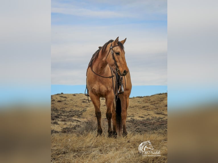 American Quarter Horse Castrone 4 Anni 155 cm Falbo in Ranchester, WY