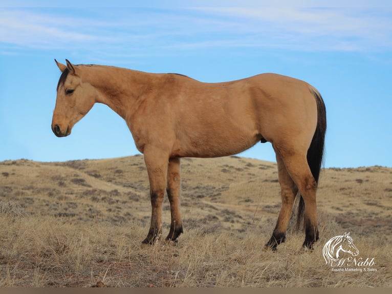 American Quarter Horse Castrone 4 Anni 155 cm Falbo in Ranchester, WY