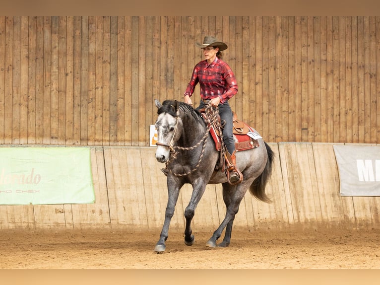 American Quarter Horse Castrone 4 Anni 155 cm Grigio in Krautscheid