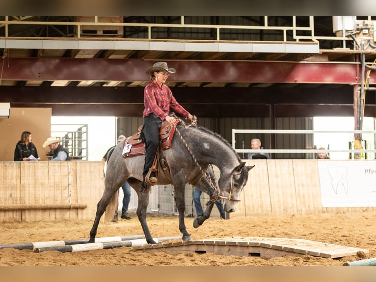 American Quarter Horse Castrone 4 Anni 155 cm Grigio in Krautscheid