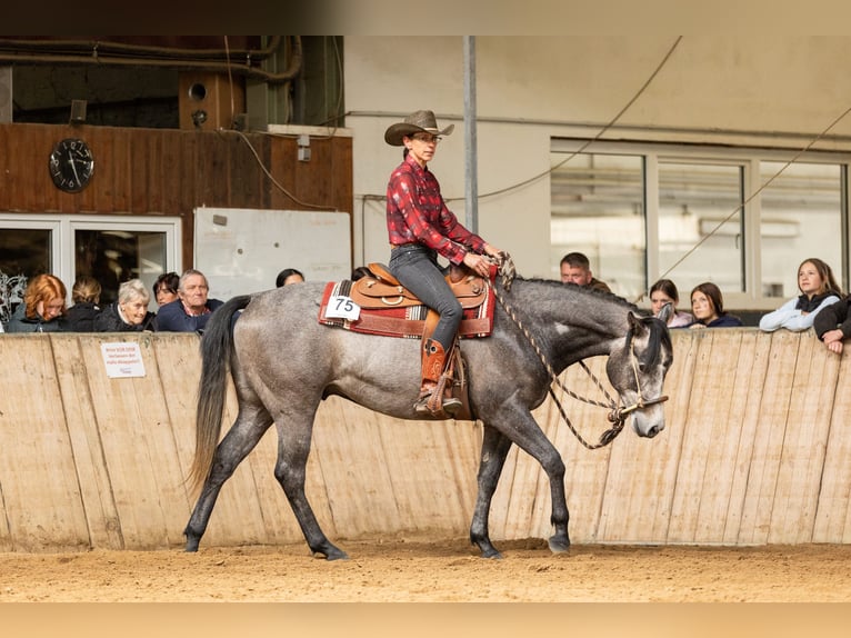 American Quarter Horse Castrone 4 Anni 155 cm Grigio in Krautscheid