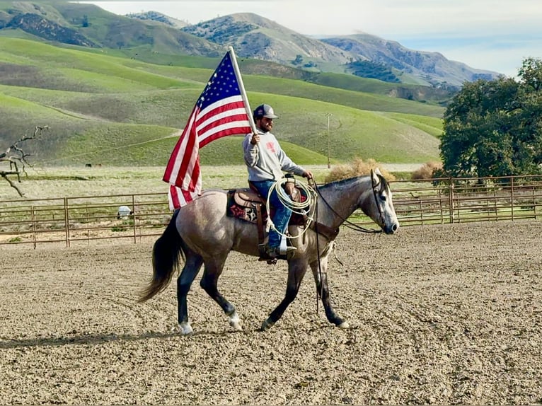 American Quarter Horse Castrone 4 Anni 155 cm Grigio in Paicines CA