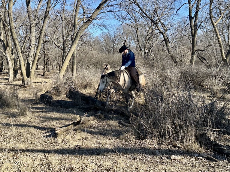 American Quarter Horse Castrone 4 Anni 155 cm Grigio in Sheffield, IA