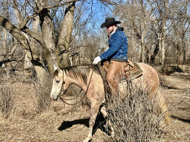 American Quarter Horse Castrone 4 Anni 155 cm Grigio in Sheffield, IA