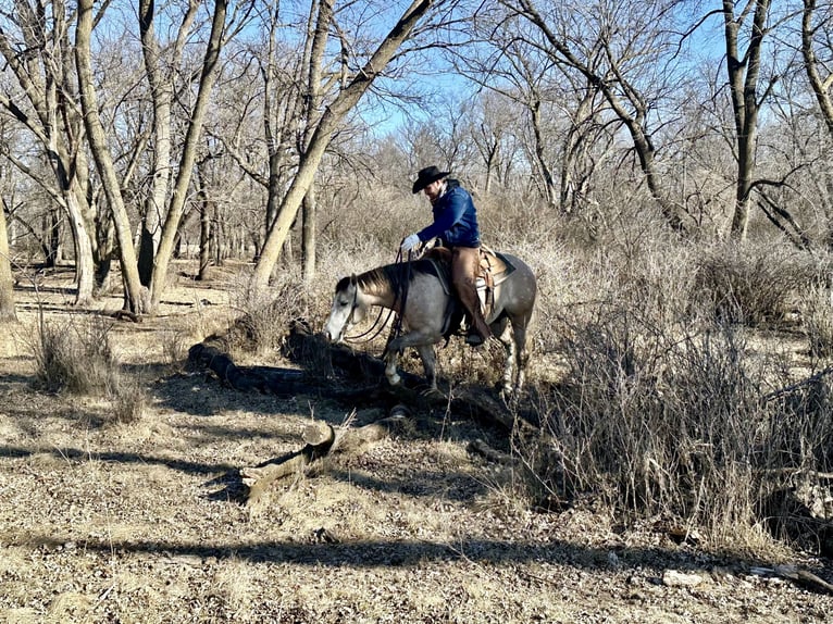 American Quarter Horse Castrone 4 Anni 155 cm Grigio in Sheffield, IA