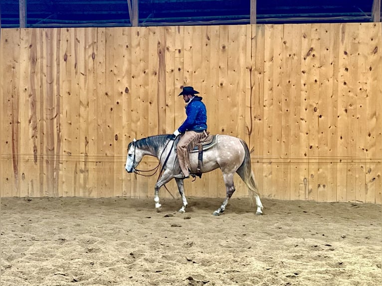 American Quarter Horse Castrone 4 Anni 155 cm Grigio in Sheffield, IA