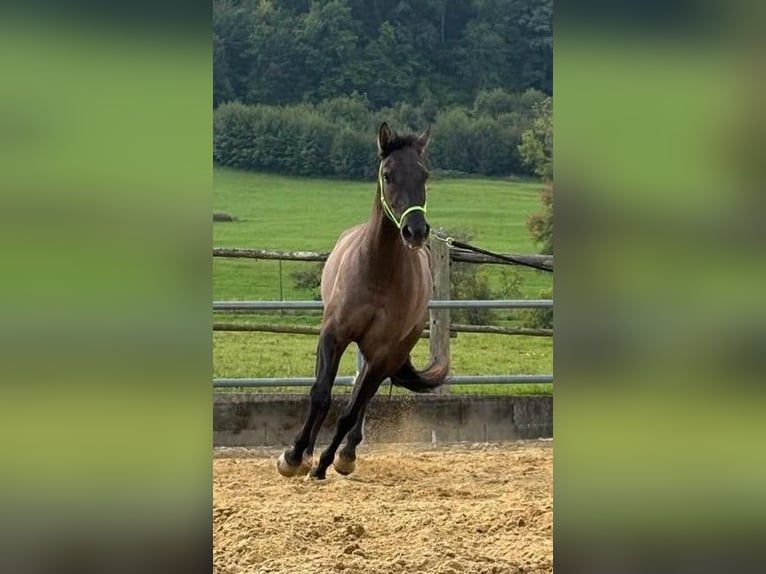 American Quarter Horse Castrone 4 Anni 155 cm Grullo in Erlauf