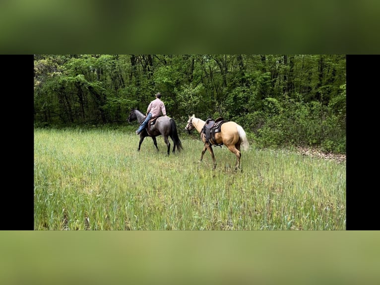 American Quarter Horse Castrone 4 Anni 155 cm Grullo in Vandalia, IL