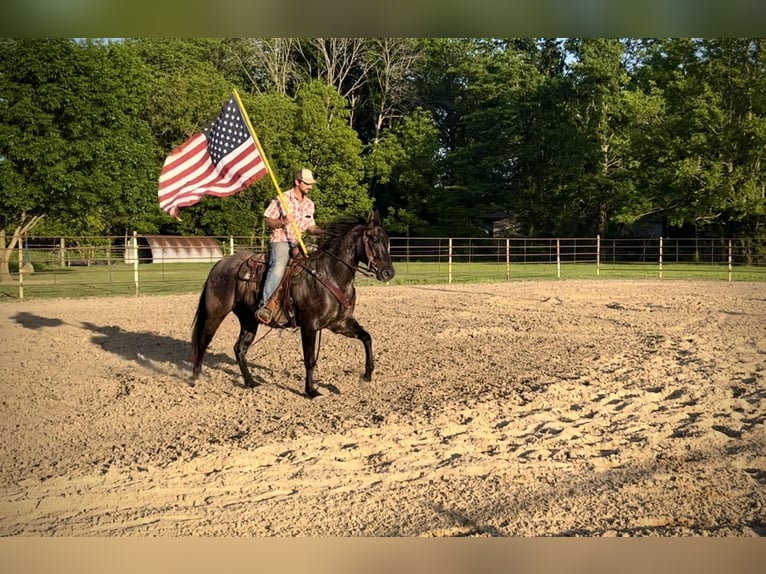 American Quarter Horse Castrone 4 Anni 155 cm Grullo in Vandalia, IL