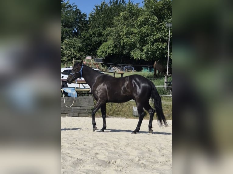 American Quarter Horse Castrone 4 Anni 155 cm Morello in Müglitztal