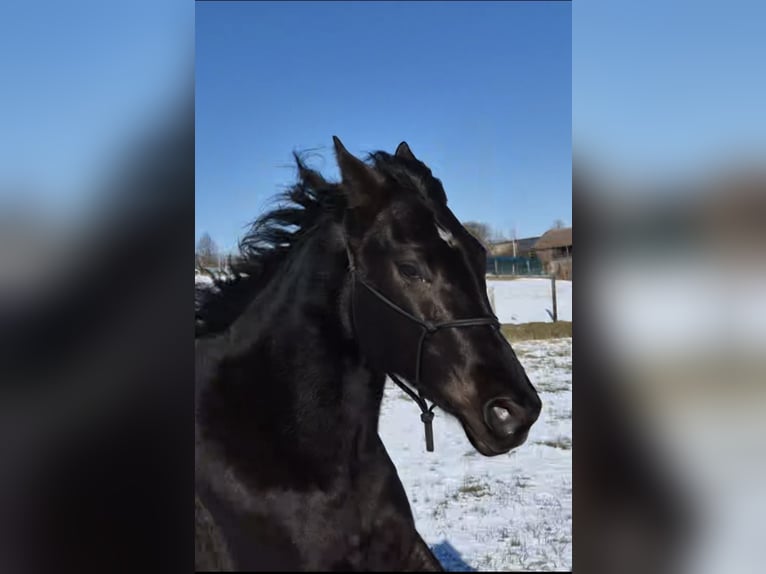American Quarter Horse Castrone 4 Anni 155 cm Morello in Müglitztal