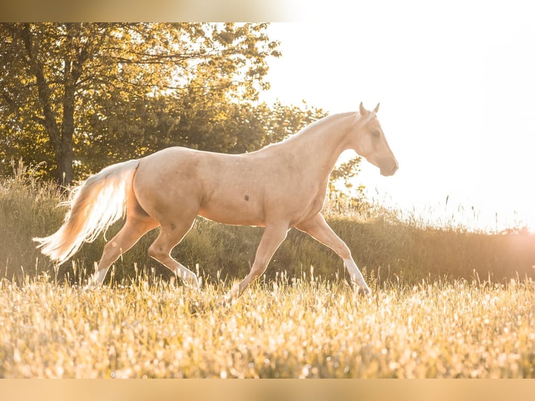 American Quarter Horse Castrone 4 Anni 155 cm Palomino in Marbach