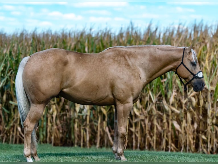 American Quarter Horse Castrone 4 Anni 155 cm Palomino in Joy, IL