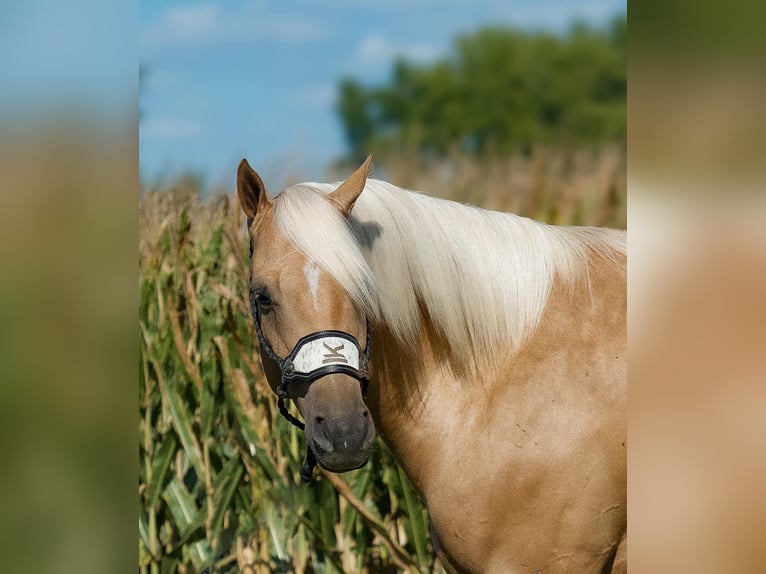 American Quarter Horse Castrone 4 Anni 155 cm Palomino in Joy, IL