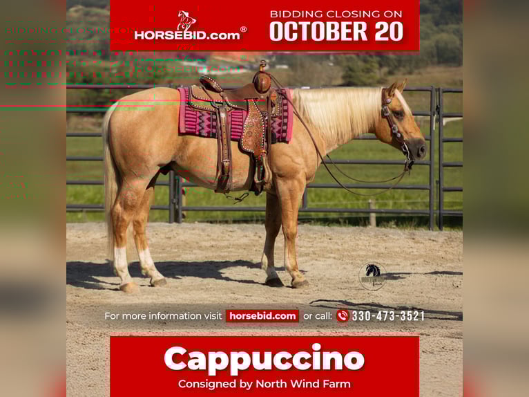 American Quarter Horse Castrone 4 Anni 155 cm Palomino in Fredericksburg