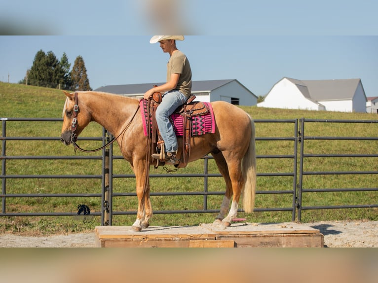 American Quarter Horse Castrone 4 Anni 155 cm Palomino in Fredericksburg