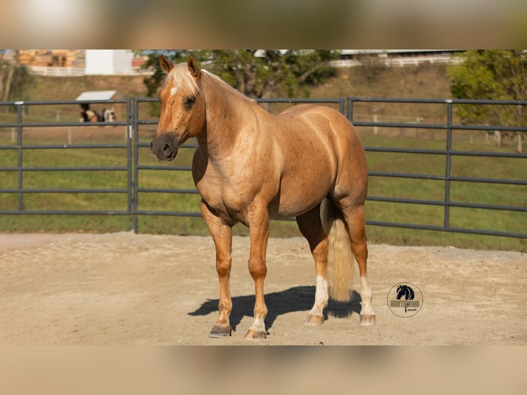 American Quarter Horse Castrone 4 Anni 155 cm Palomino in Fredericksburg