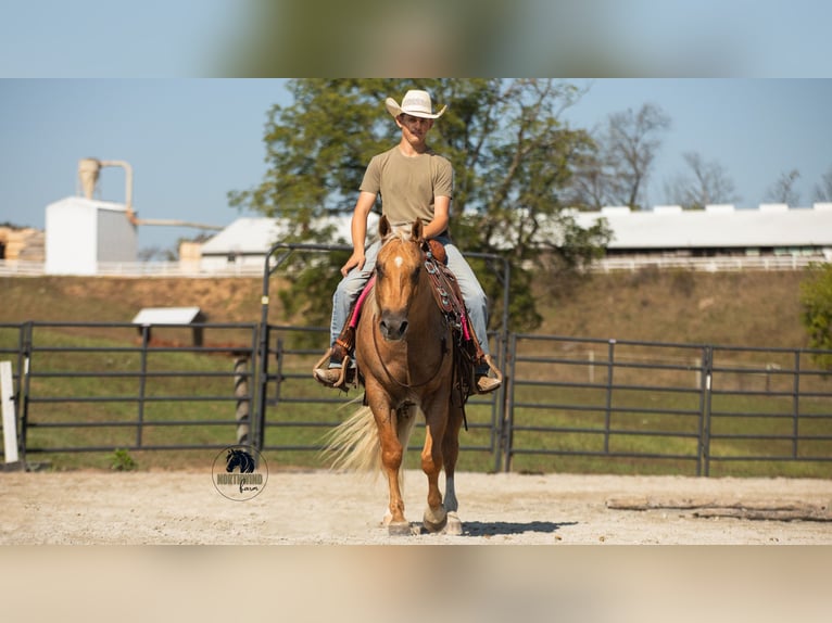 American Quarter Horse Castrone 4 Anni 155 cm Palomino in Fredericksburg